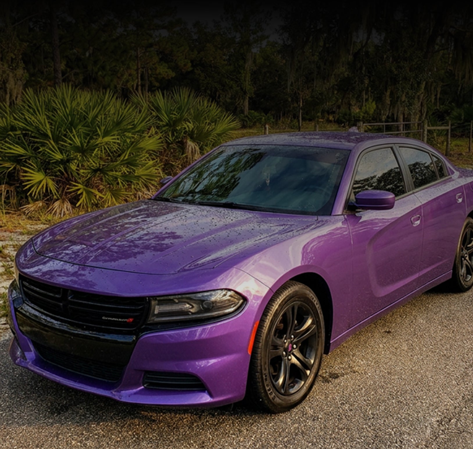 A purple Dodge Charger sedan parked outdoors on a gravel surface with trees and palm plants in the background.